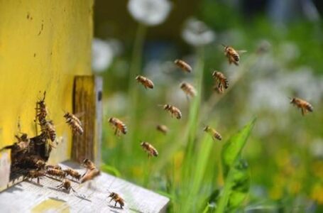 Beginning Beekeeping: What You Need to Know to Get Started Image